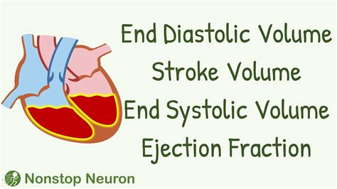 lv end systolic volume